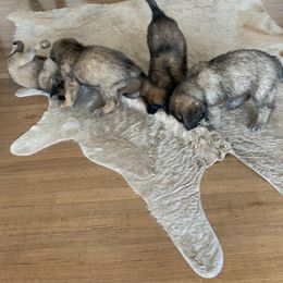 Leonberger Puppies from Yvain Leonbergers, LLC