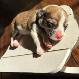 Black Collar - Red female Pembroke Welsh Corgi puppy in Abingdon, Virginia from Em-K Kennels