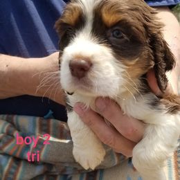 Boy 2 - Liver white and tan male English Springer Spaniel puppy in St. Louis, Michigan from Jo's Gems Springer