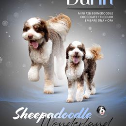Durin - Bernedoodle