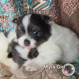 Myla - Tri-colored female Pomeranian puppy in Howard County, Indiana from Tami's Dazzling AKC Pomeranians