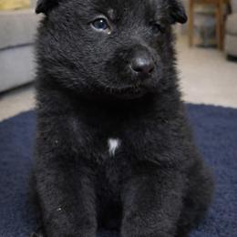 German Shepherd Puppies from Ray Ranch, LLC