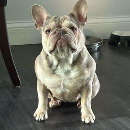 Willow - French Bulldog