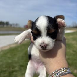 Yorkshire Terrier Puppies from Parti Patch Farm