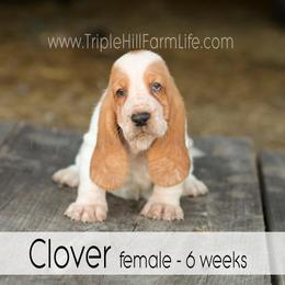 Clover - Red and white female Basset Hound puppy in Jefferson City, Missouri from Triple Hill Farm