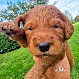 Lilac - Red  female Goldendoodle puppy in Red Oak, Iowa from Fisher Pups-Stay Golden with a Doodle