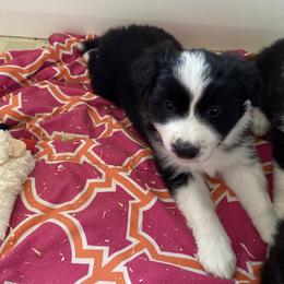 Boy 1 - Black and white male Border Collie puppy in Arlington, Washington from Classic kennel