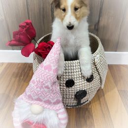Collie Puppies from Cold Mountain Collies
