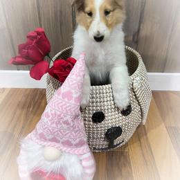 Collie Puppies from Cold Mountain Collies