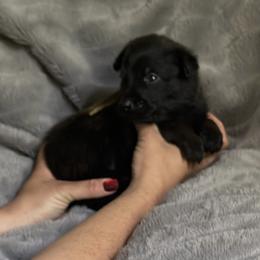 Nera - Fawn sable female Belgian Malinois puppy in Chino, California from BlueStone K9