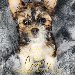 Leo - Parti male Yorkshire Terrier puppy in Austin, Arkansas from Cup's Yorkie Parti Pups
