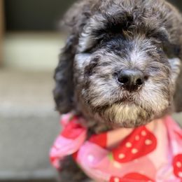 Bernedoodles, Goldendoodles, and Golden Retrievers from Schweers Goldens and Doodles