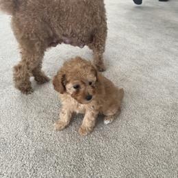 Poodle Puppies from ItalianToyPoodles