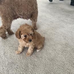 Poodle Puppies from ItalianToyPoodles