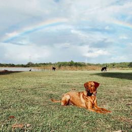 Pippi - Labrador Retriever