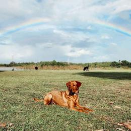 Pippi - Labrador Retriever