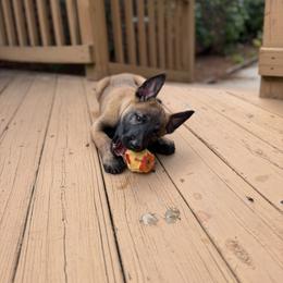 Belgian Malinois Puppies from Artaks Home Malinois
