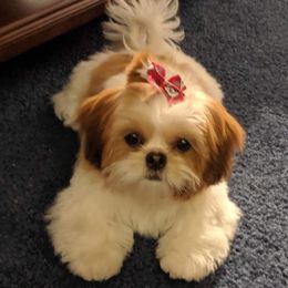 Shih Tzu Puppies from JuJenn Shih Tzus