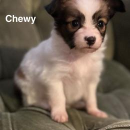 Chewy - White and sable male Papillon puppy in Salina, Utah from Desert Mountain Papillons