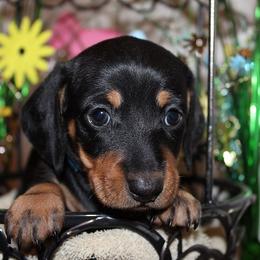 Boy 1 - Black and tan male Dachshund puppy in Craig, Colorado from Rocky Mountain Shih Tzus and Dry Creek Miniature Dachshunds