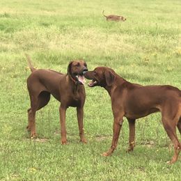 Rhodesian Ridgeback Puppies from Clattenburg Ridgebacks
