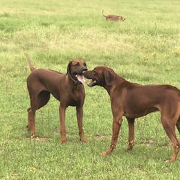 Rhodesian Ridgeback Puppies from Clattenburg Ridgebacks