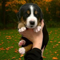 Bowser - Green - Black, white and red male Greater Swiss Mountain Dog puppy in Everett, Pennsylvania from Sweet Stream Swissies