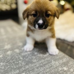 Pembroke Welsh Corgi Puppies from West Coast Corgi
