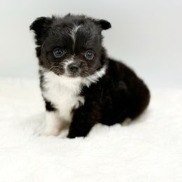 Bogart - Black and white male Chihuahua puppy in Lee Center, New York from Alfheim-Andromeda Chihuahua's (A &A's)