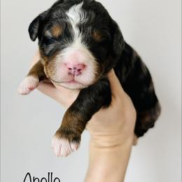 Apollo - Merle male Bernedoodle puppy in Auburn, Indiana from Martin’s Doodles