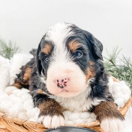 Sweet Potato - Tri-color female Bernedoodle puppy in Hudson, Indiana from TurkeyCreek-K9