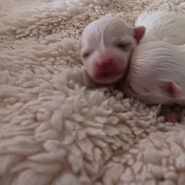Maltese Puppies from Maltese Colorado