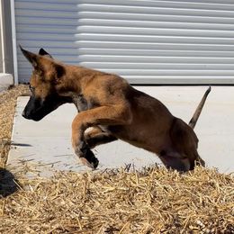 Belgian Malinois and French Bulldogs from Walrath K9s