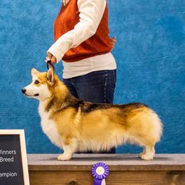 Wind Dials Charlemagne - Pembroke Welsh Corgi