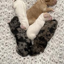 Micro mini girls - Merle female Goldendoodle puppy in Monument, Colorado from Colorado Dreamin Doodles