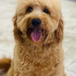 Teddy - Goldendoodle