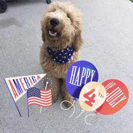 Goldendoodle Puppies from Hobble Creek Farms