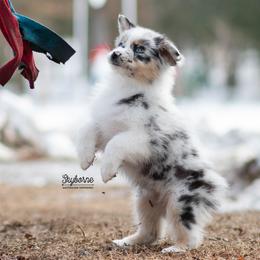 Sparkle - Blue merle female Australian Shepherd puppy in Woodford, Virginia from Skyborne Australian Shepherds