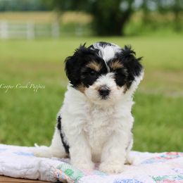 Beverly - Tri-color female Bernedoodle puppy in Lowry City, Missouri from Cooper Creek Puppies