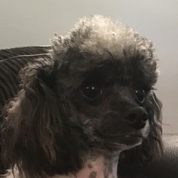 Bam  - Poodle
