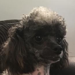 Bam  - Poodle
