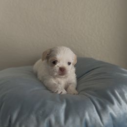 Argot Gemstone - White male Shih Tzu puppy in Cedar Hill, Texas from Puppy Paper House