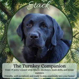 Stack - Turnkey Companion (Trained) - Black male Labrador Retriever puppy in Fair Oaks, California from Twisted Ranch Retrievers