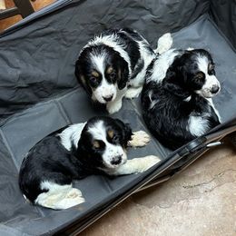 Girl 3 - Black white and tan female English Springer Spaniel puppy in Godley, Texas from Legacy Springer Spaniels