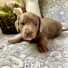 Eric - Fawn (isabella) and tan male Dachshund puppy in Aiken, South Carolina from State Eight Dachshunds