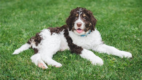 Find Springerdoodle puppies for sale near Southington, CT