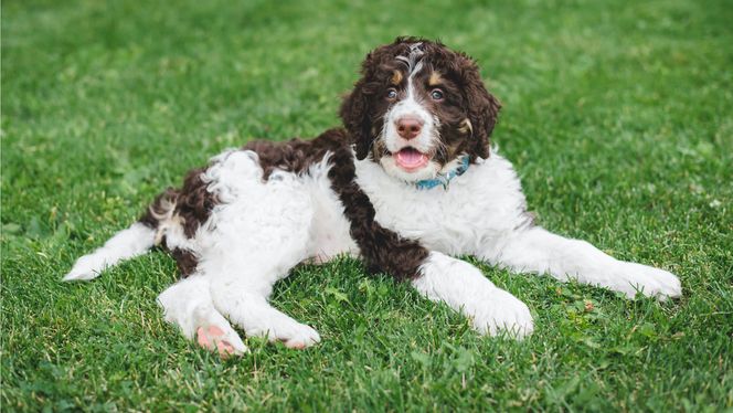 Springerdoodle