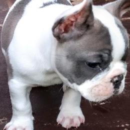 French Bulldogs from littlepartnerpuppies.com