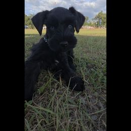 Astro double blue eyes - Black male Miniature Schnauzer puppy in Panama City, Florida from Emerald Coast Schnauzers