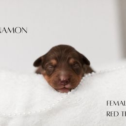 Miniature Australian Shepherd Puppies from Kari's Mini Aussies